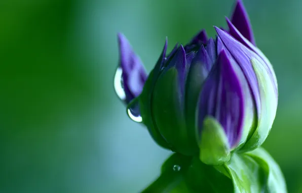 Drops, macro, flowers, green, color, buds