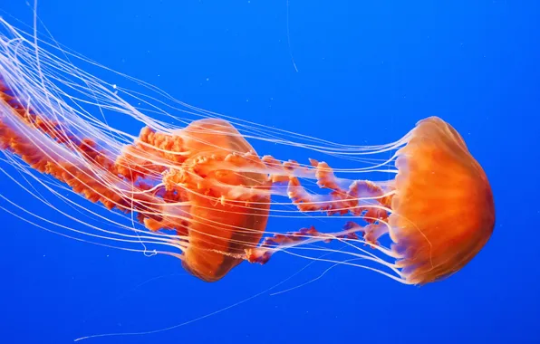 Picture sea, nature, jellyfish