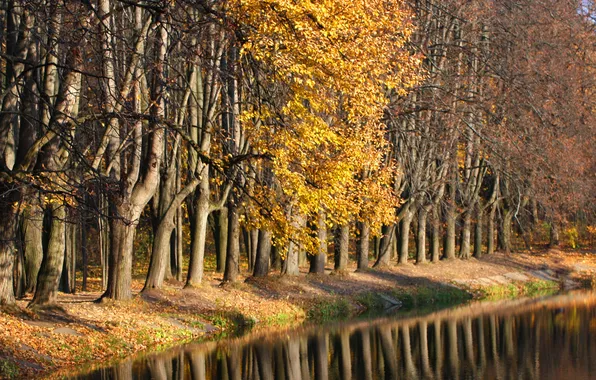 Picture autumn, forest, foliage