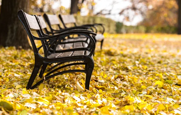 Autumn, Park, foliage, benches