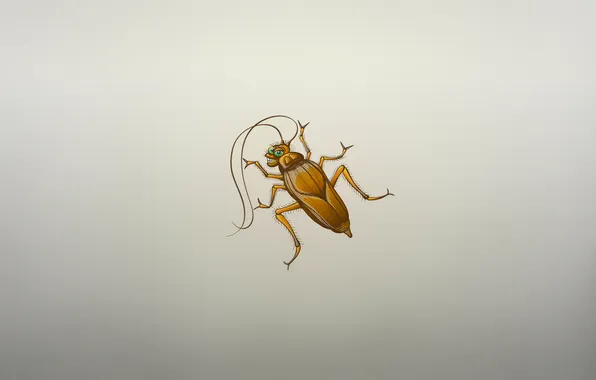 Picture smile, beetle, minimalism, cockroach, cockroach, insect, baleen
