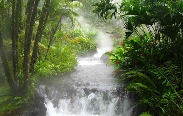 River, waterfall, jungle, fern