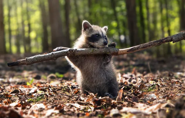 Autumn, forest, leaves, branches, pose, foliage, baby, raccoon