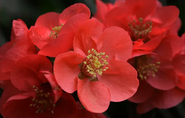 Picture flowers, spring, red, red, Flowers, spring, Japanese quince
