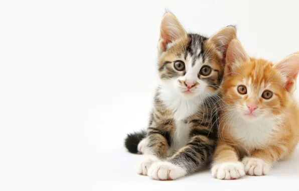 Look, cats, pose, kitty, kittens, white background, a couple, Duo