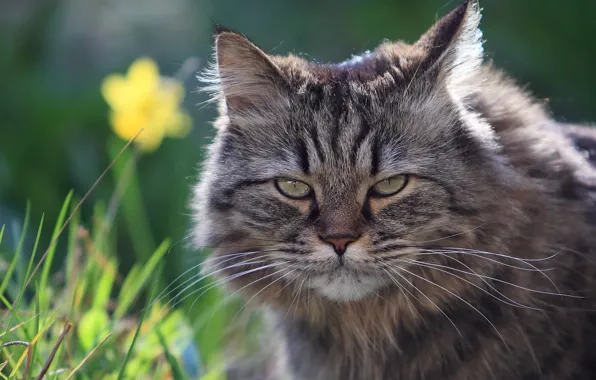 Picture summer, grass, look, face, nature, fluffy, Cat