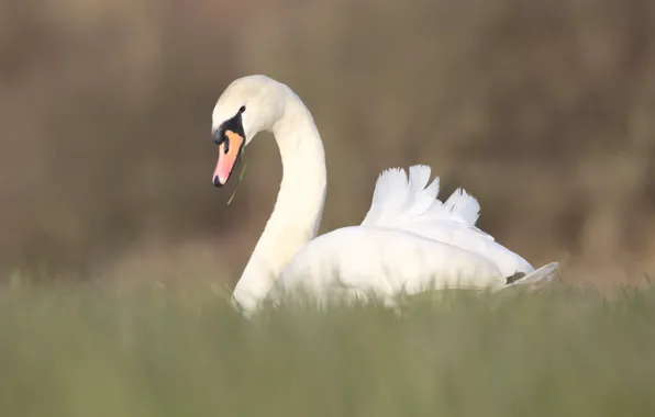 Picture white, grass, bird, glade, swans, gently, handsome