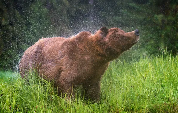 Grass, face, drops, squirt, wet, pose, background, movement