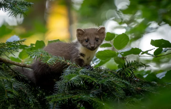 Look, branches, portrait, face, marten