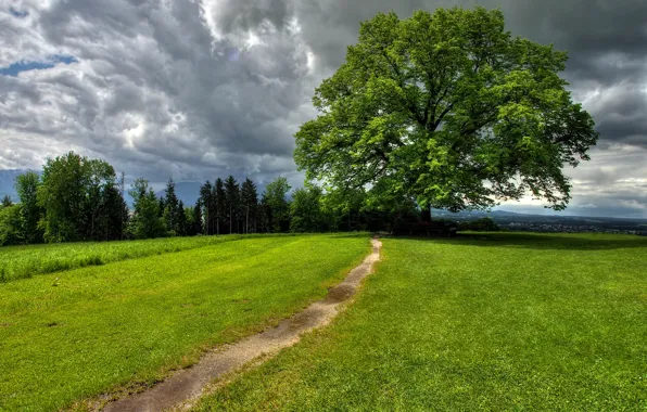 The sky, grass, clouds, trees, nature, track