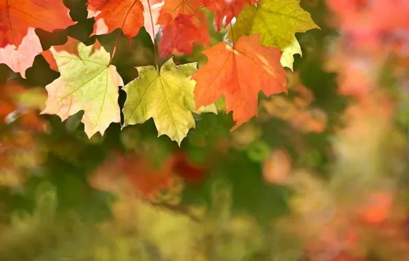 Picture autumn, leaves, maple