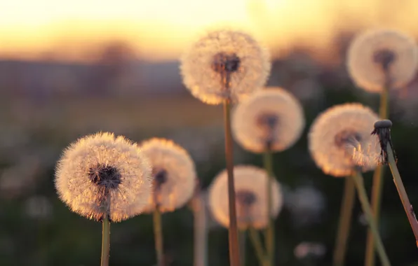 Summer, nature, dandelion