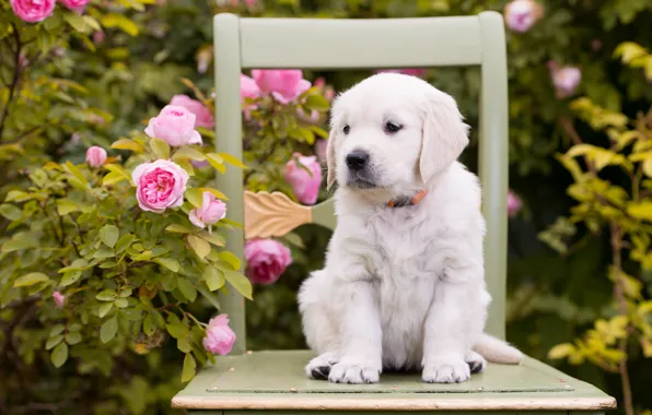 Flowers, roses, dog, chair, puppy