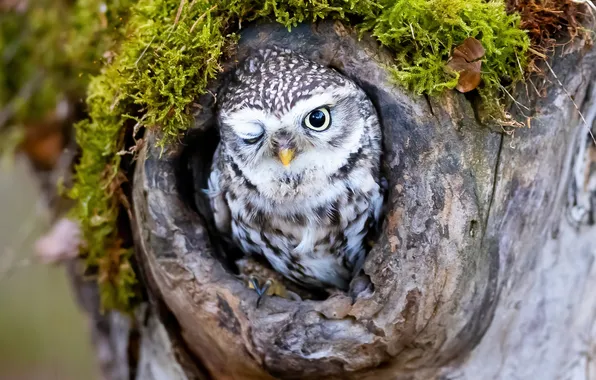 Look, nature, pose, tree, owl, bird, moss, chick