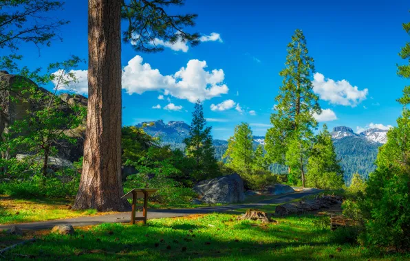 Trees, landscape, mountains, nature, track, USA, Sierra Nevada, pass