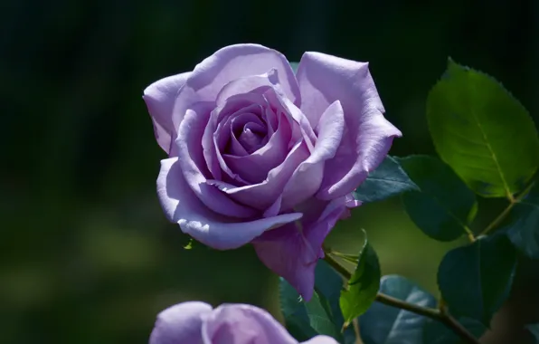 Flower, rose, garden, Bud, lilac