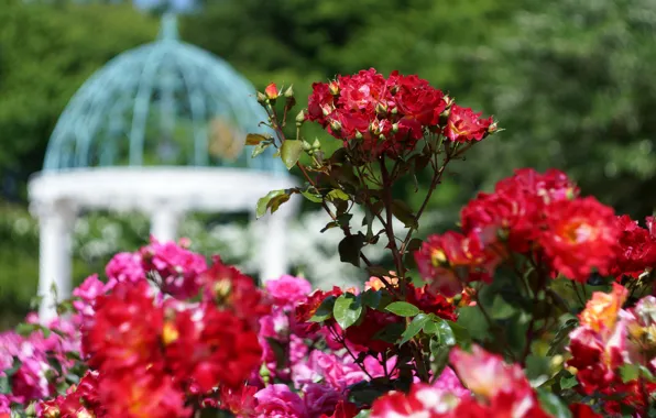 Leaves, flowers, branches, roses, garden, red, gazebo, flowering