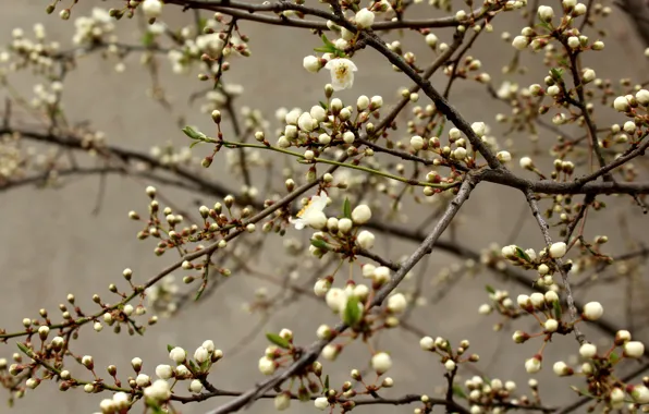 Flowers, branches, spring, white, grey background, Apple, buds, flowering