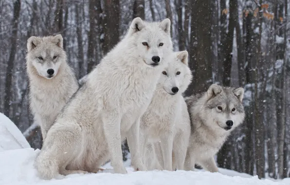 Nature, predator, family, wolves, winter.snow