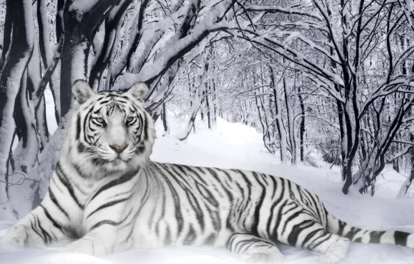 Winter, Forest, Cats