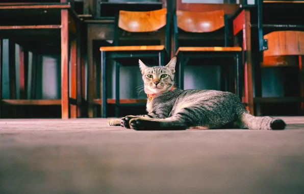 Picture look, Cat, chair