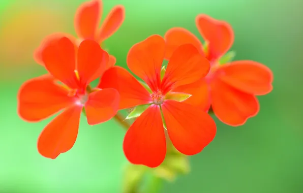 Macro, nature, petals, inflorescence