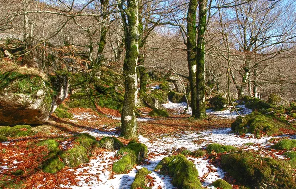 Picture forest, snow, trees, stones, moss