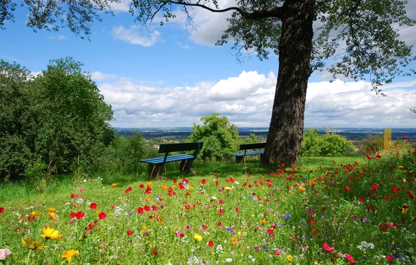 Summer, flowers, scama