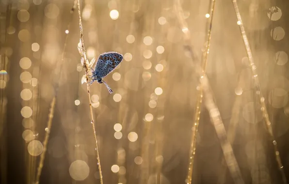 Rosa, glare, butterfly, reed