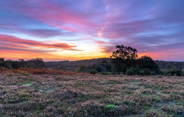 Field, clouds, trees, sunset, the evening, Heather