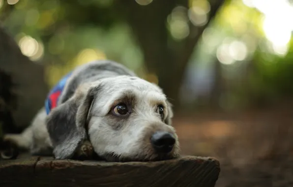 Picture forest, dog, forest, dog, bokeh, bokeh, looking, lazy