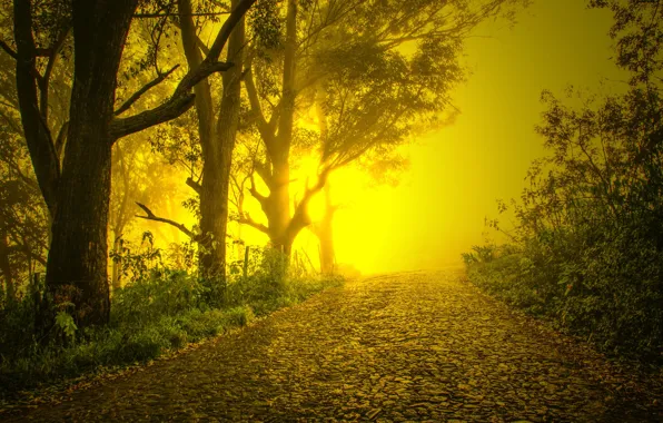 Road, trees, fog, pavers