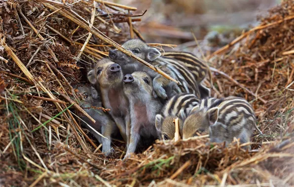 Hay, straw, boar, kids, a lot, a lot of small, cubs, hog