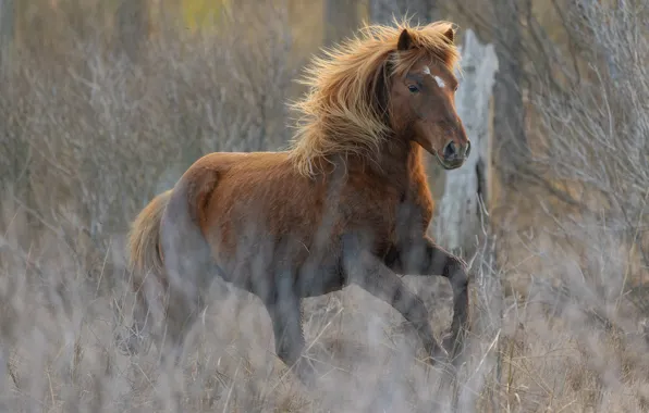 Forest, look, face, branches, horse, thickets, horse, walk