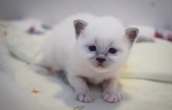 Cat, white, look, pose, kitty, portrait, legs, baby