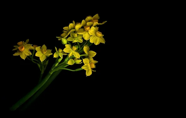 Leaves, light, shadow, petals, stem