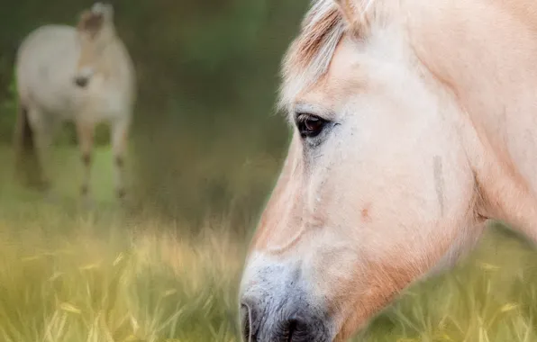 Picture look, face, horse, horse