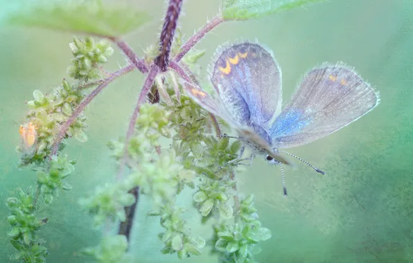 Picture macro, butterfly, plant, treatment