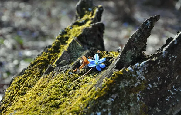 Macro, flowers, nature, snowdrops, nature