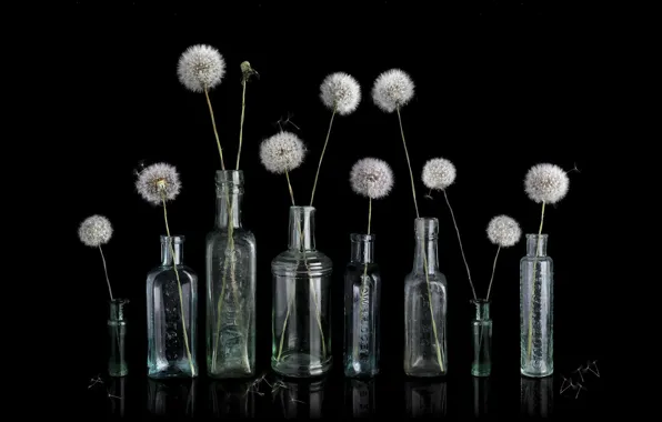 Picture background, banks, dandelions
