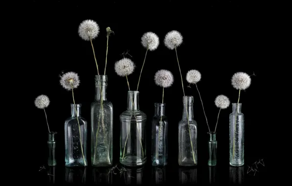 Picture background, dandelion, Bank