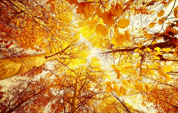Picture autumn, forest, the sky, leaves, the sun, trees, landscape, yellow