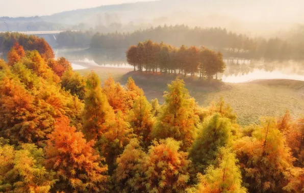 Field, autumn, forest, light, trees, nature, fog, river