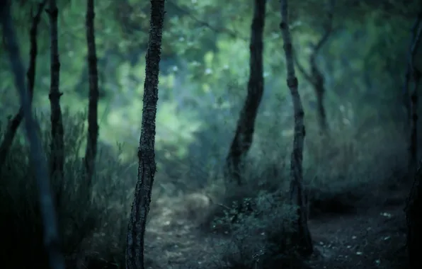 Forest, trees, nature, trunks, bark