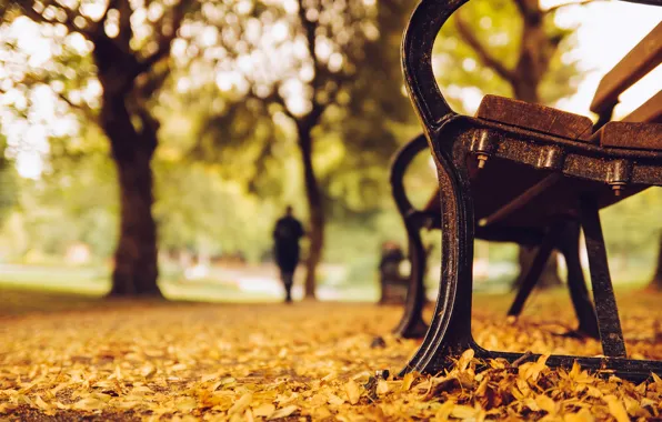 Autumn, leaves, trees, bench, nature, Park, yellow, silhouette