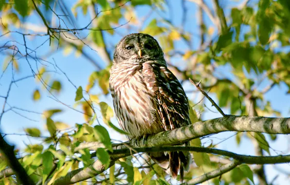 Greens, leaves, light, branches, pose, tree, owl, bird