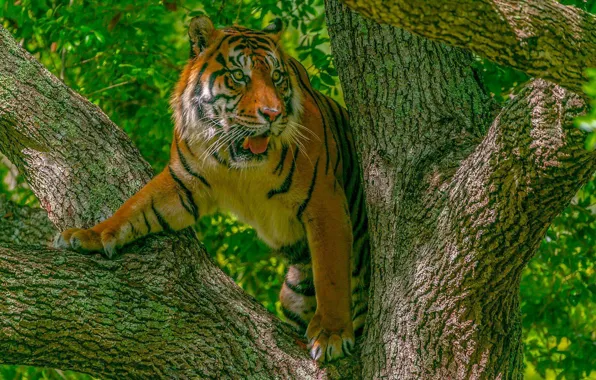 Tiger, predator, wild cat, on the tree
