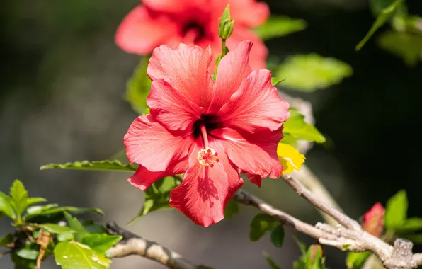 Flower, leaves, light, flowers, red, the dark background, branch, red