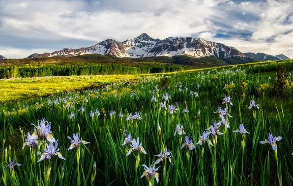Greens, field, the sky, clouds, snow, flowers, mountains, spring