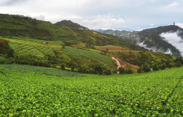 Wallpaper greens, the sky, clouds, mountains, field, houses, Vietnam ...